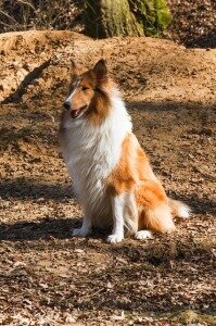 Colliefreund / Pixabay